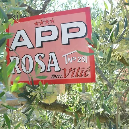 Rosa * Umag